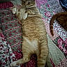 Tobi joined the competition — help win amazing prizes! cat, orange_tabby, floral_quilt, patchwork, bed, indoor, relaxed, sprawled, paws, fur, tail, cozy, sleepy, pet, animal, domestic, home, resting, comfort, cute