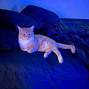 Tobi is registered to the contest to win money with this photo: cat, orange_tabby, bed, pillow, blanket, indoor, relaxed, feline, pet, blue_lighting, resting, fur, animal, domestic_cat, cozy, sleepy, lying_down, home, comfort, soft
