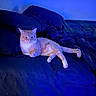 cat, orange_tabby, bed, pillow, blanket, indoor, relaxed, feline, pet, blue_lighting, resting, fur, animal, domestic_cat, cozy, sleepy, lying_down, home, comfort, soft
