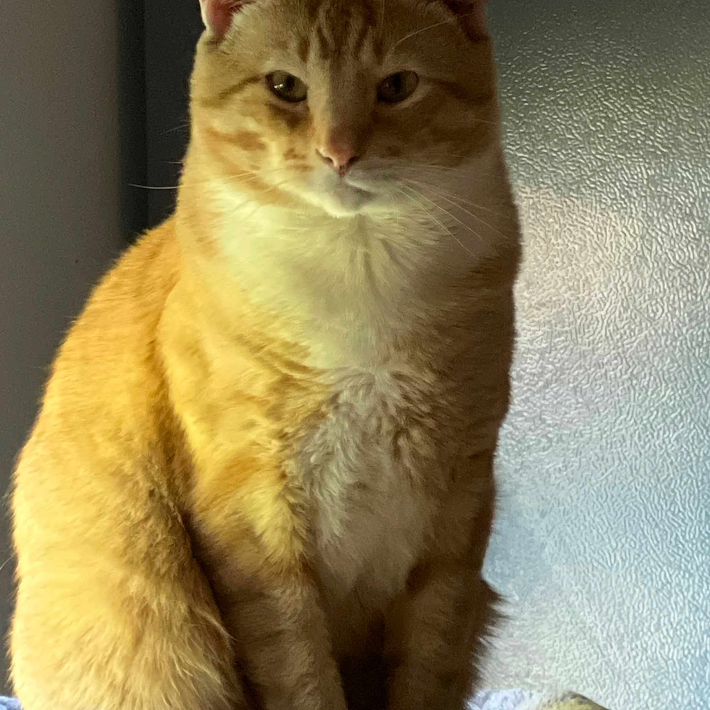 Tobi