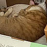 cat, ginger_cat, sleeping, cardboard_box, cozy, furry, pet, indoor, resting, bedding, soft, cute, animal, whiskers, paw, ear, relaxing, fur, domestic_cat, box