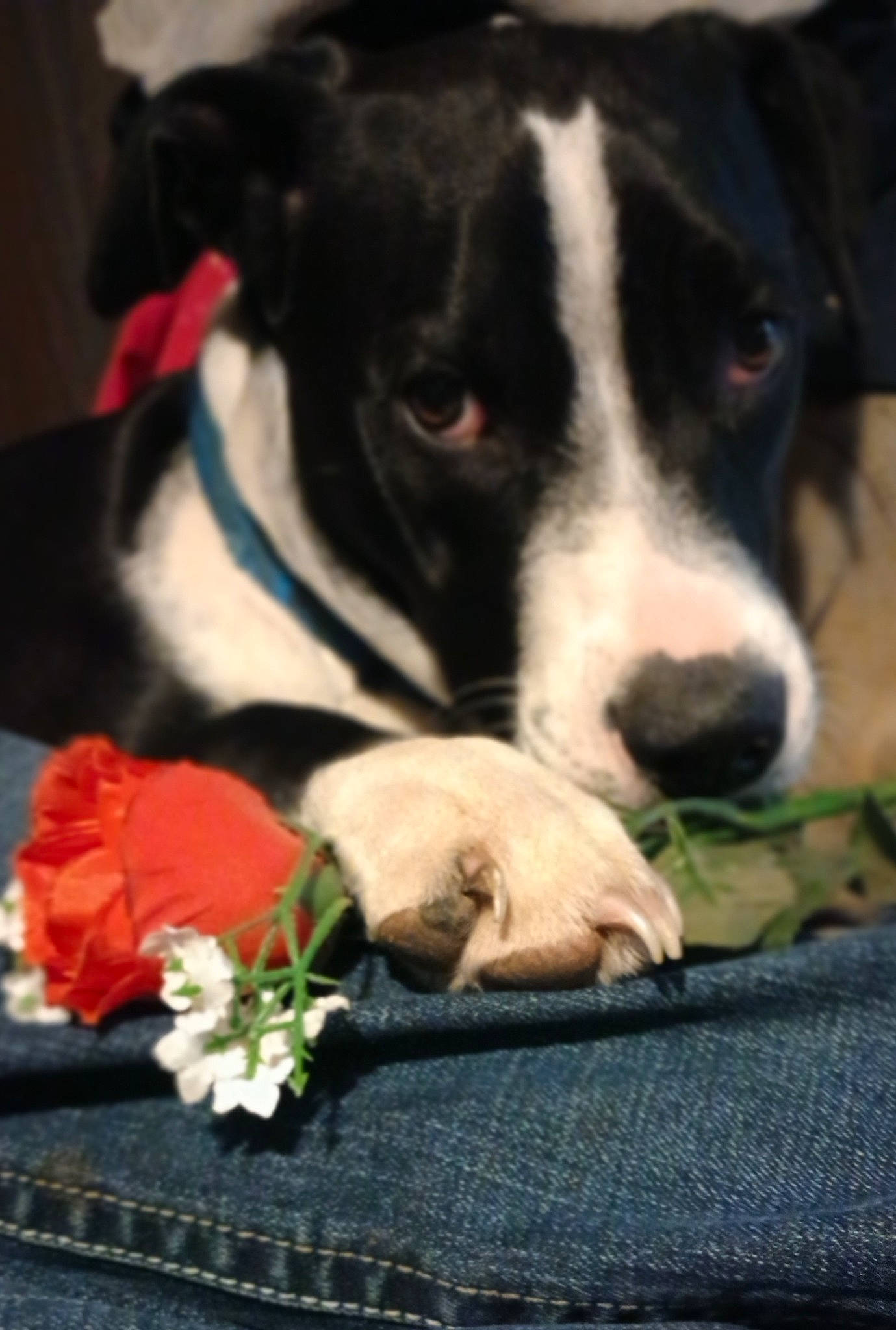 Romeo is registered to the contest to win money with this photo: canidae, carmine, carnivore, comfort, companion_dog, dog, dog_breed, dog_supply, flower, fur, grass, linens, nap, petal, sleep, snout, sporting_group, terrestrial_animal, whiskers, working_animal