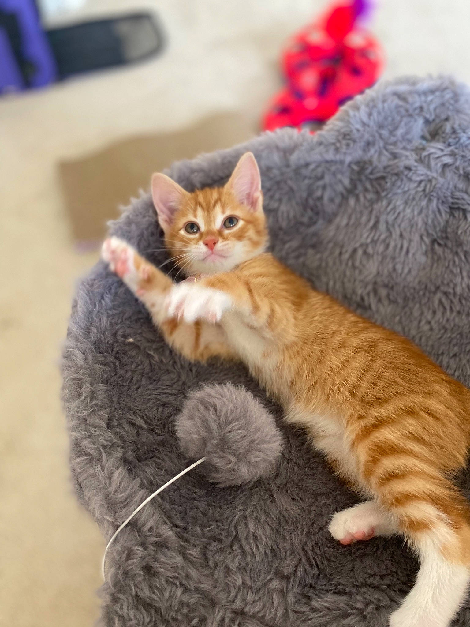 Lily is registered to the contest to win money with this photo: carnivore, cat, claw, comfort, domestic_short_haired_cat, fawn, felidae, foot, fur, nap, paw, photo_caption, sitting, small_to_medium_sized_cats, snout, tail, thread, whiskers