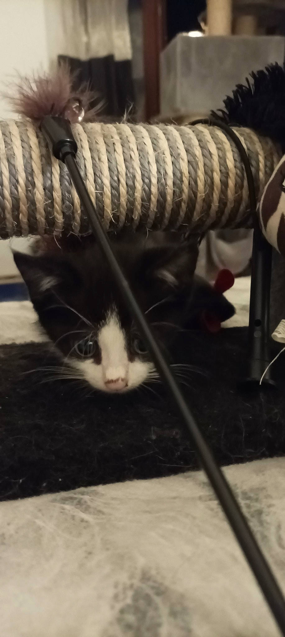 Demon participe au concours pour gagner de l'argent avec cette photo : carnivore, cat, claw, comfort, domestic_short_haired_cat, felidae, flooring, fur, grey, human_leg, monochrome, monochrome_photography, nap, paw, small_to_medium_sized_cats, snout, tail, tints_and_shades, whiskers, wood