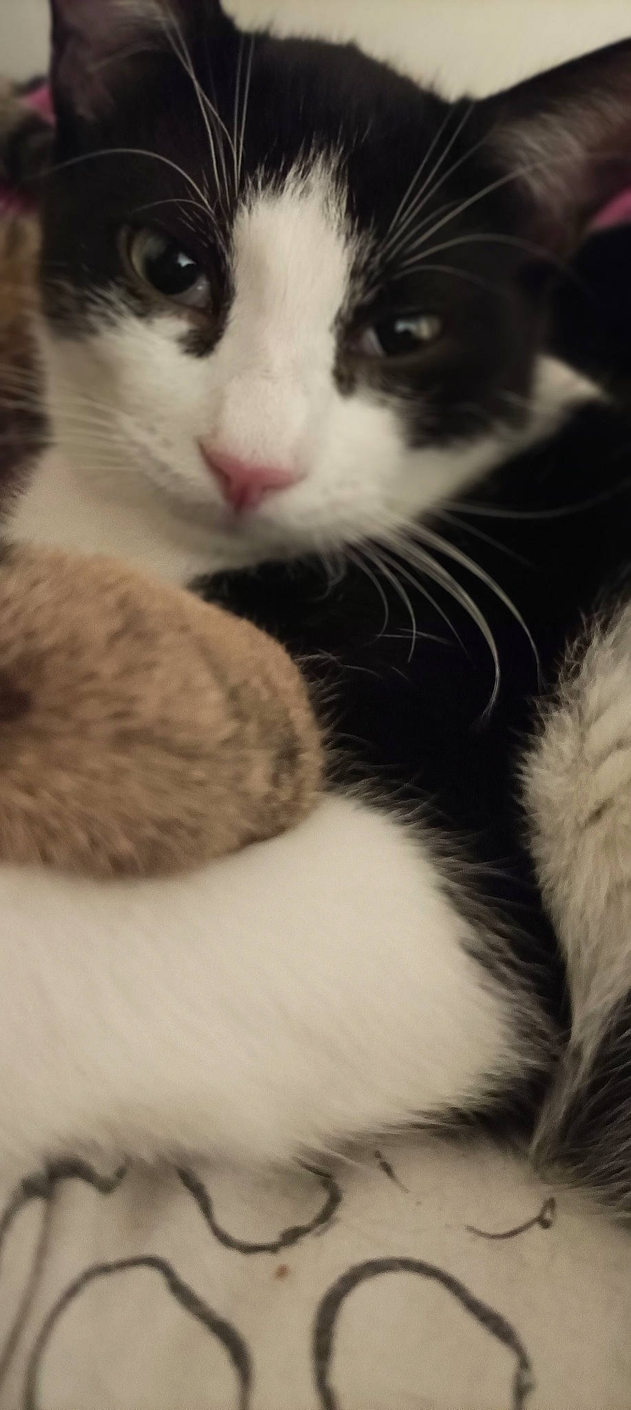 Demon participe au concours pour gagner de l'argent avec cette photo : carnivore, cat, claw, close_up, comfort, domestic_short_haired_cat, felidae, fur, monochrome_photography, nose, paw, small_to_medium_sized_cats, snout, tail, terrestrial_animal, whiskers