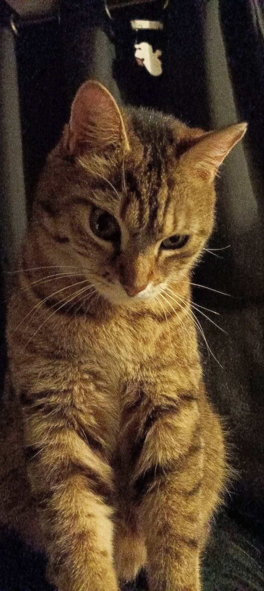 Tomy participe au concours pour gagner de l'argent avec cette photo : carnivore, cat, claw, darkness, domestic_short_haired_cat, felidae, fur, iris, night, paw, sitting, small_to_medium_sized_cats, snout, tail, terrestrial_animal, tree, whiskers, wildlife