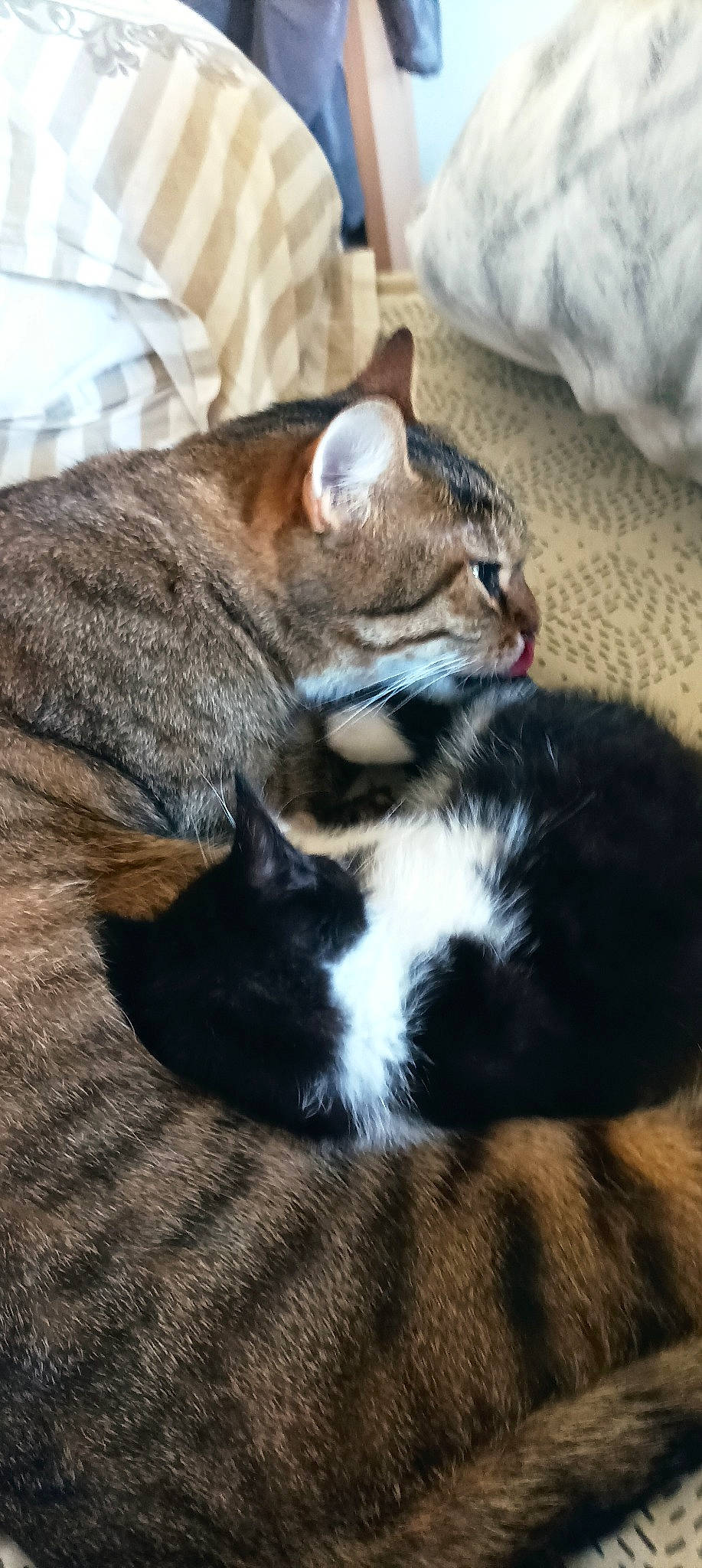 Tomy participe au concours pour gagner de l'argent avec cette photo : carnivore, cat, claw, comfort, domestic_short_haired_cat, felidae, fur, grass, paw, sitting, small_to_medium_sized_cats, snout, tail, terrestrial_animal, whiskers