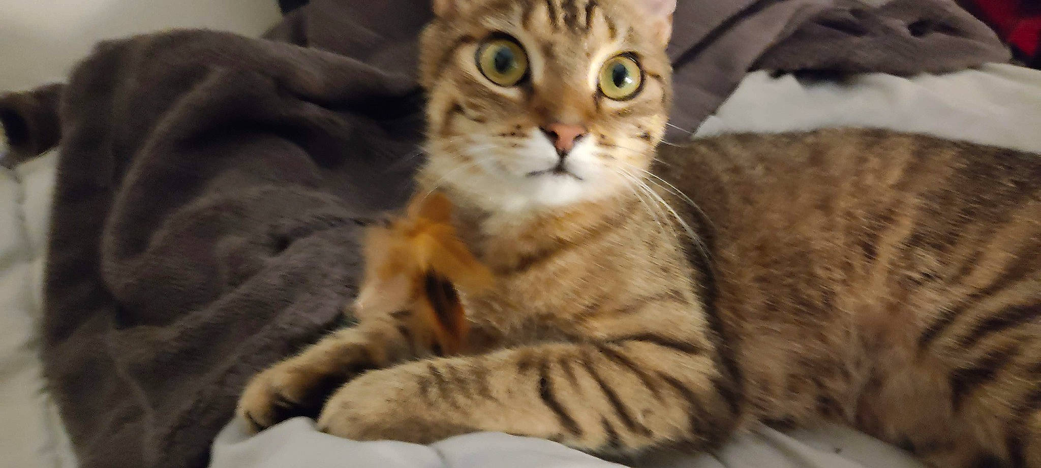 Tomy participe au concours pour gagner de l'argent avec cette photo : carnivore, cat, claw, comfort, domestic_short_haired_cat, eye, fawn, felidae, fur, paw, small_to_medium_sized_cats, snout, tail, terrestrial_animal, whiskers, wildlife