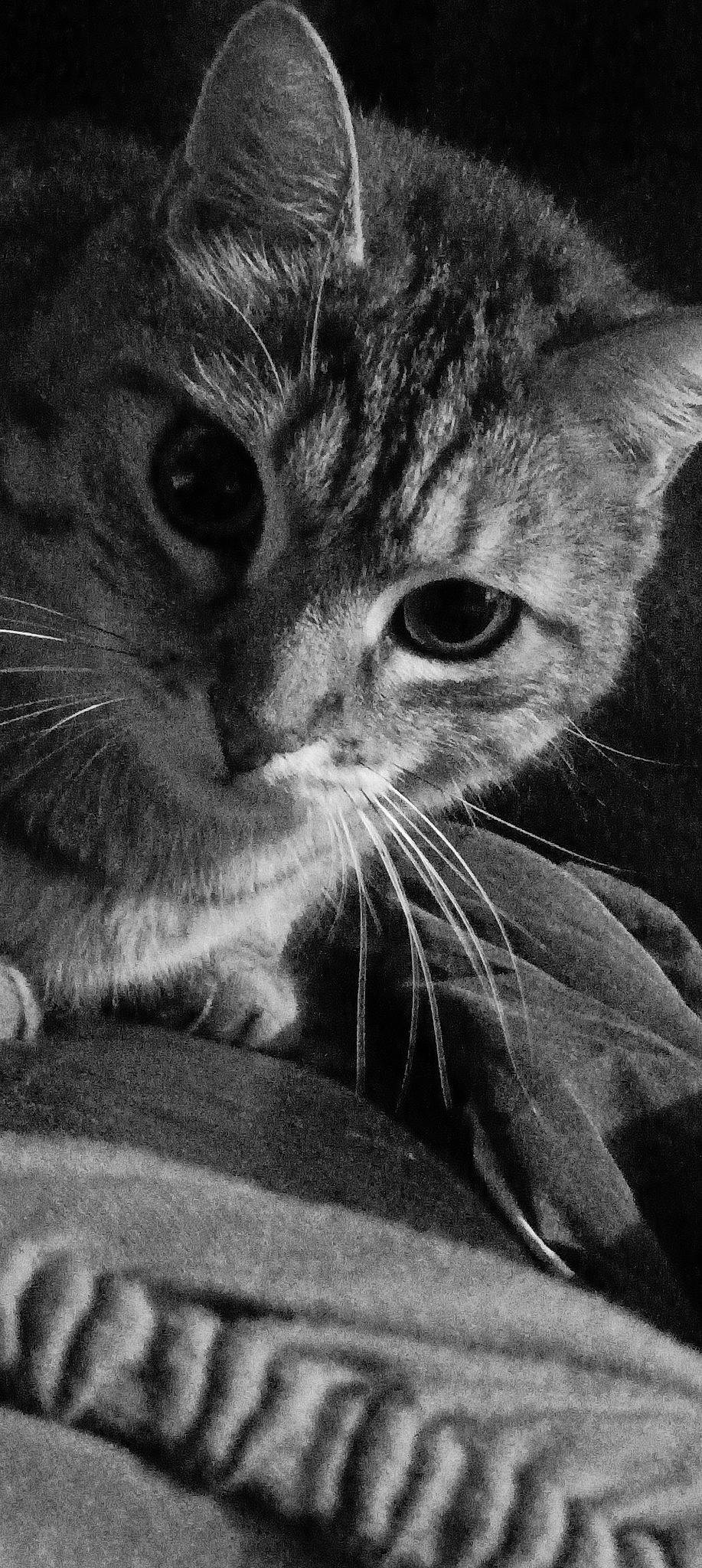 Tomy a rejoint le concours — aidez-le/la à gagner de superbes lots ! black_and_white, carnivore, cat, close_up, domestic_short_haired_cat, ear, eye, felidae, fur, gesture, grey, monochrome, monochrome_photography, paw, small_to_medium_sized_cats, snout, stock_photography, style, whiskers, window