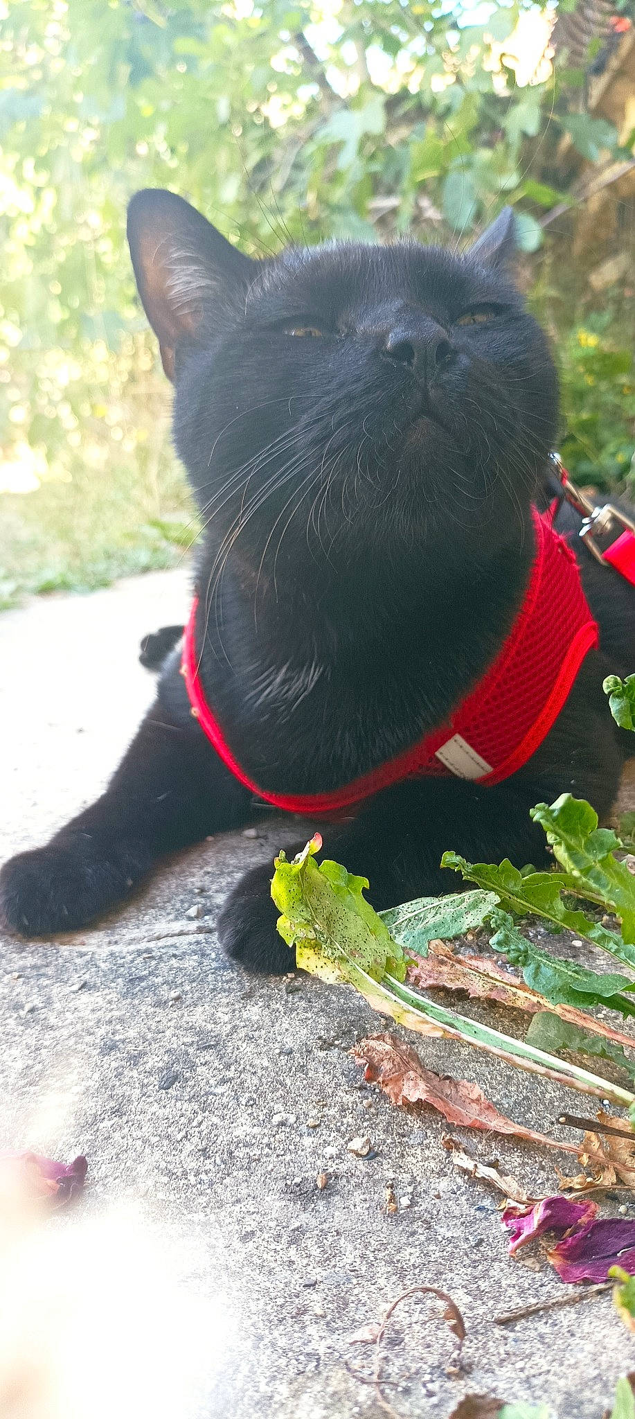 Skampy a rejoint le concours — aidez-le/la à gagner de superbes lots ! black_cat, bombay, canidae, carnivore, cat, collar, dog_breed, dog_collar, domestic_short_haired_cat, felidae, fur, grass, green, paw, pet_supply, plant, small_to_medium_sized_cats, tail, terrestrial_animal, whiskers