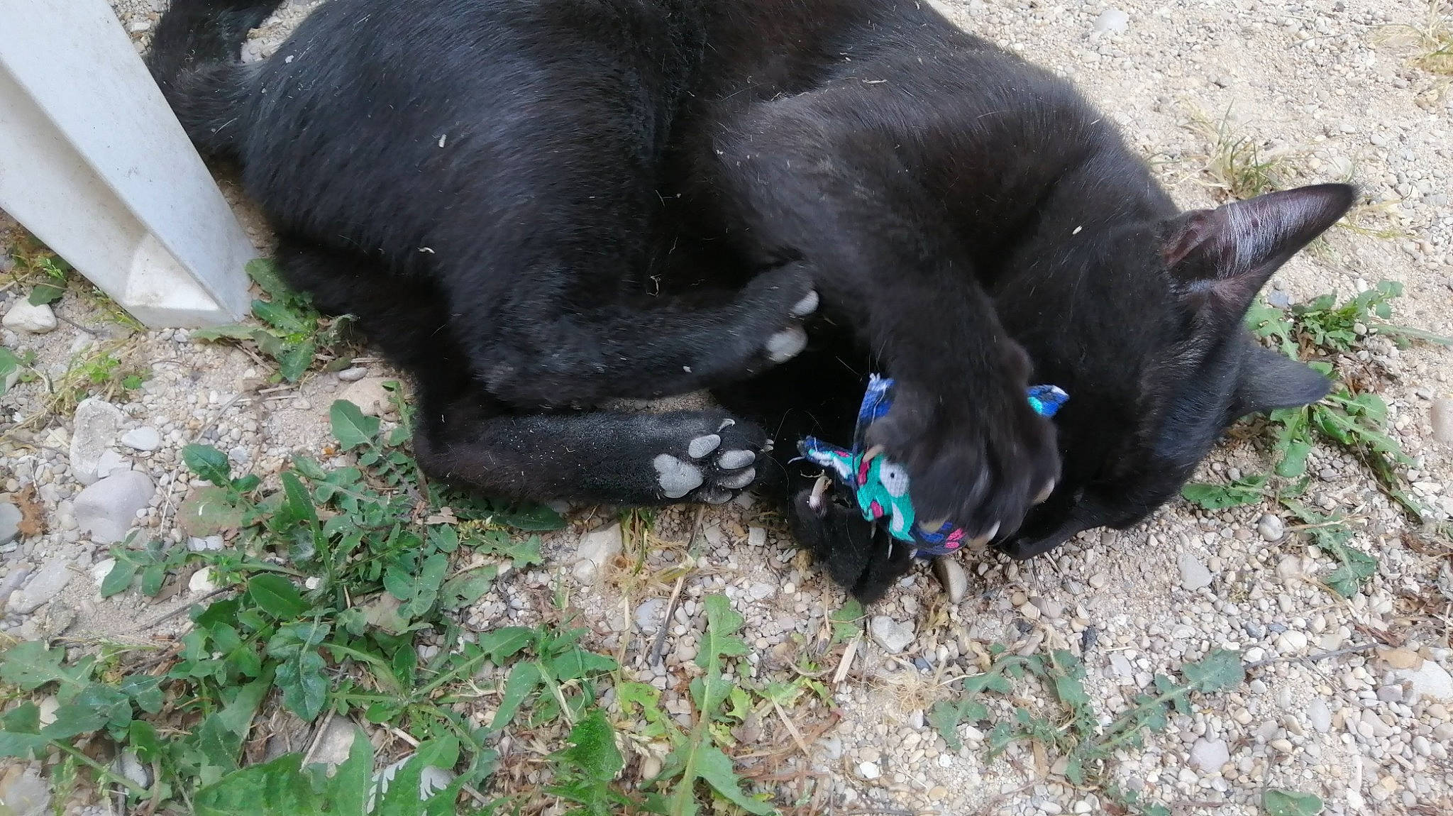 Skampy participe au concours pour gagner de l'argent avec cette photo : borador, canidae, carnivore, companion_dog, dog_breed, felidae, fur, grass, paw, small_to_medium_sized_cats, snout, sporting_group, tail, terrestrial_animal