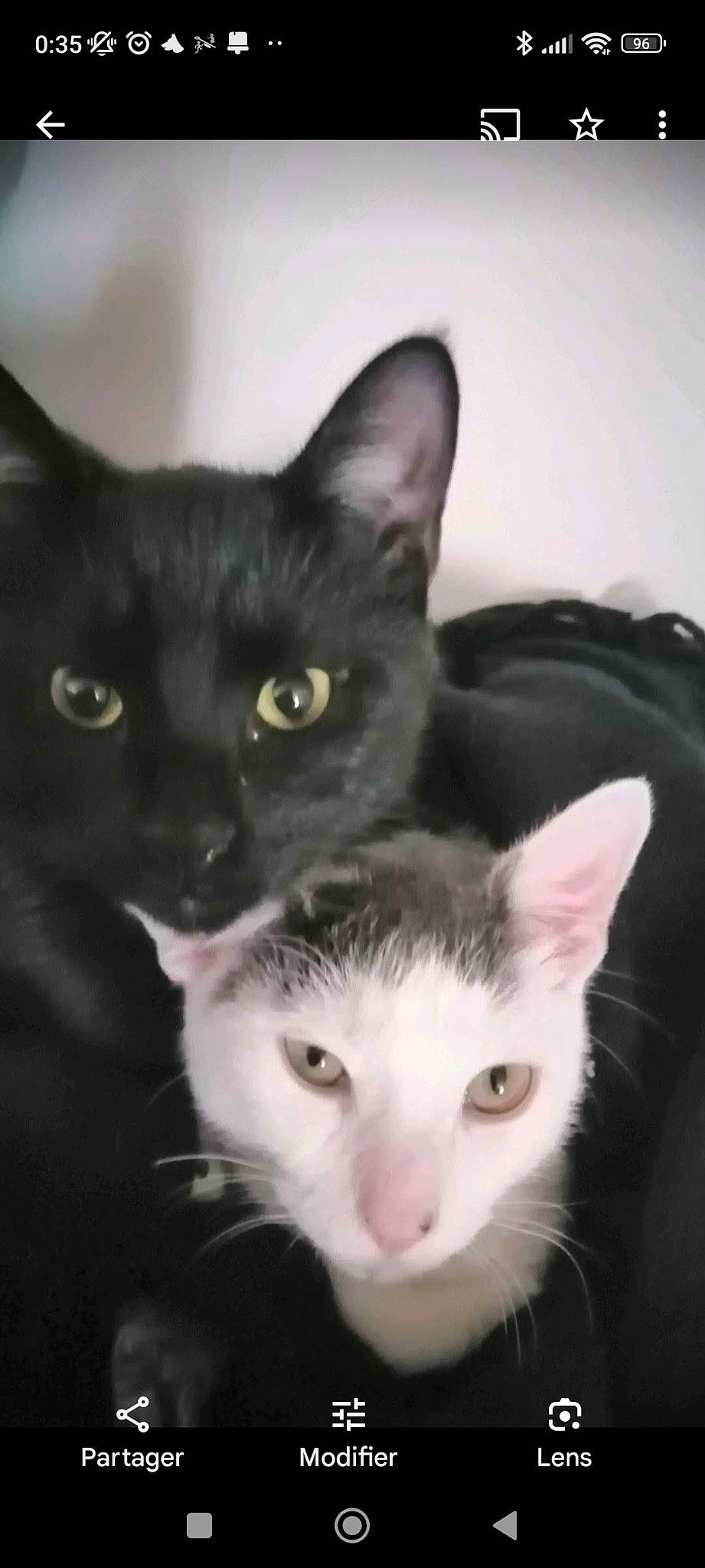 Nola a rejoint le concours — aidez-le/la à gagner de superbes lots ! black_cat, box, carnivore, cat, domestic_short_haired_cat, eye, felidae, fur, head, paw, small_to_medium_sized_cats, tail, whiskers, window