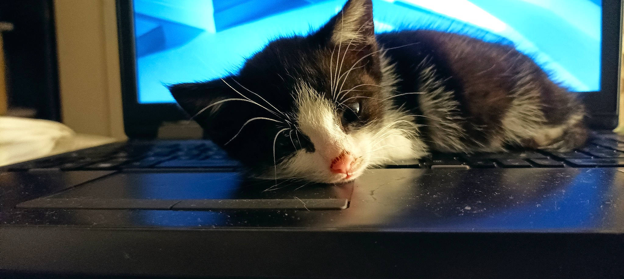 Nola a rejoint le concours — aidez-le/la à gagner de superbes lots ! carnivore, cat, claw, cloud, domestic_short_haired_cat, eye, felidae, foot, fur, meteorological_phenomenon, paw, sky, small_to_medium_sized_cats, snout, square, tail, tree, whiskers, window, windshield