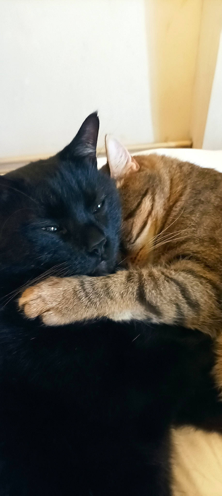 Nola participe au concours pour gagner de l'argent avec cette photo : black_cat, carnivore, cat, claw, comfort, domestic_short_haired_cat, eye, felidae, fur, leg, nap, paw, sitting, sleep, small_to_medium_sized_cats, snout, tail, terrestrial_animal, vertebrate, whiskers