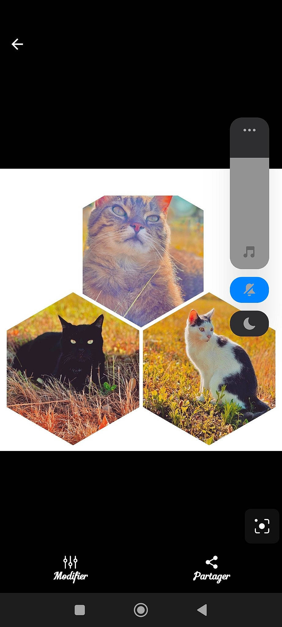 Nola participe au concours pour gagner de l'argent avec cette photo : art, bombay, carnivore, cat, collage, domestic_short_haired_cat, felidae, font, fur, grass, mammal, organism, pattern, plant, rectangle, small_to_medium_sized_cats, tail, vertebrate, whiskers, wildlife