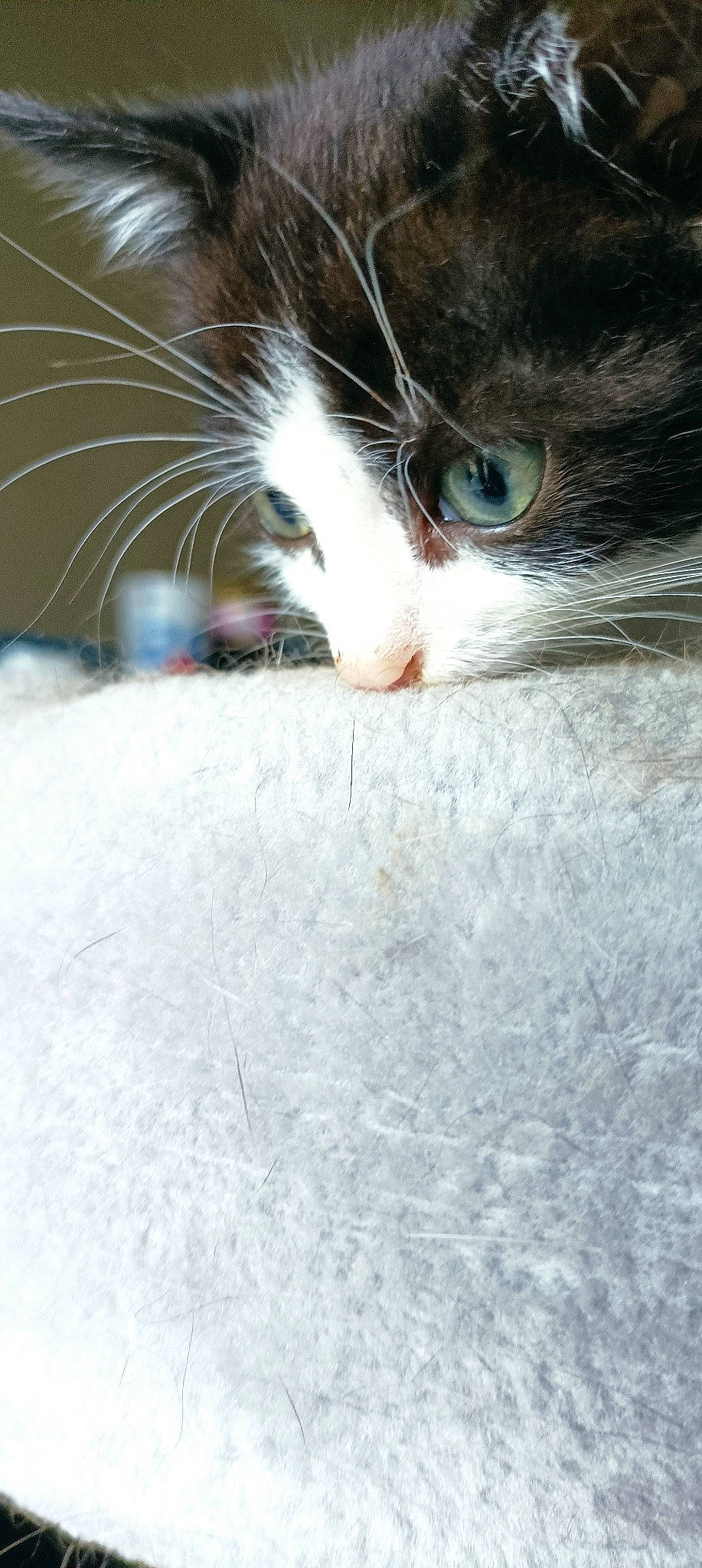 Nola participe au concours pour gagner de l'argent avec cette photo : carnivore, cat, claw, comfort, domestic_short_haired_cat, ear, eye, eyelash, felidae, flooring, fur, paw, plant, small_to_medium_sized_cats, snout, tail, whiskers, wood