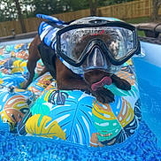 Gunner is registered to the contest to win money with this photo: dog, snorkel_goggles, inflatable_float, pool, water, backyard, summer, tongue_out, playful, outdoor, leaf_pattern, life_jacket, pet, canine, fun, colorful, trees, fence, relaxing, sunlight