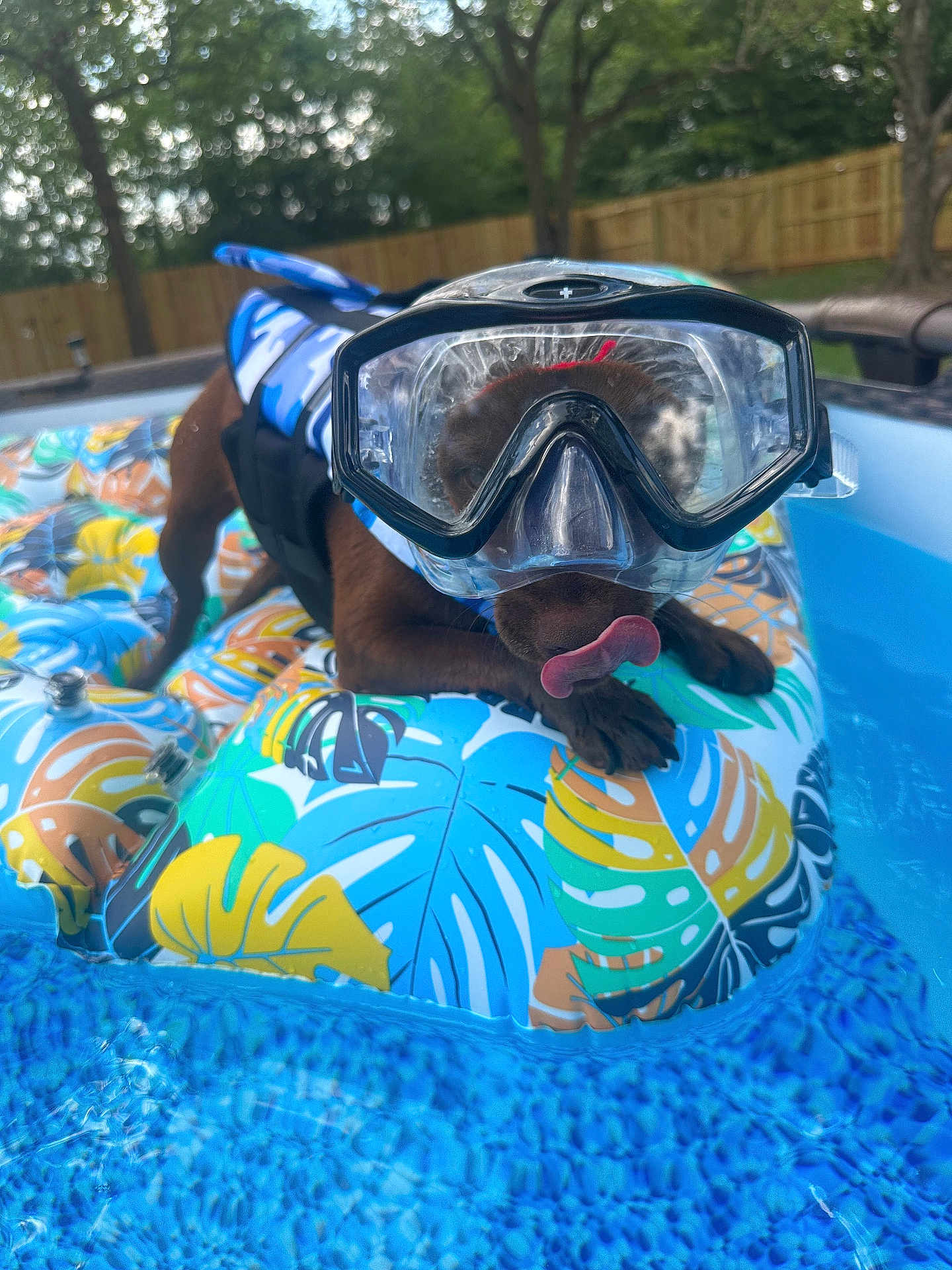Gunner is registered to the contest to win money with this photo: dog, snorkel_goggles, inflatable_float, pool, water, backyard, summer, tongue_out, playful, outdoor, leaf_pattern, life_jacket, pet, canine, fun, colorful, trees, fence, relaxing, sunlight