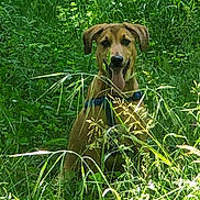 Vik a rejoint le concours — aidez-le/la à gagner de superbes lots ! dog, grass, nature, outdoor, greenery, animal, pet, canine, happy, tongue_out, summer, sunlight, field, sitting, leaves, plants, wild, mammal, forest, daytime