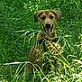 dog, grass, nature, outdoor, greenery, animal, pet, canine, happy, tongue_out, summer, sunlight, field, sitting, leaves, plants, wild, mammal, forest, daytime
