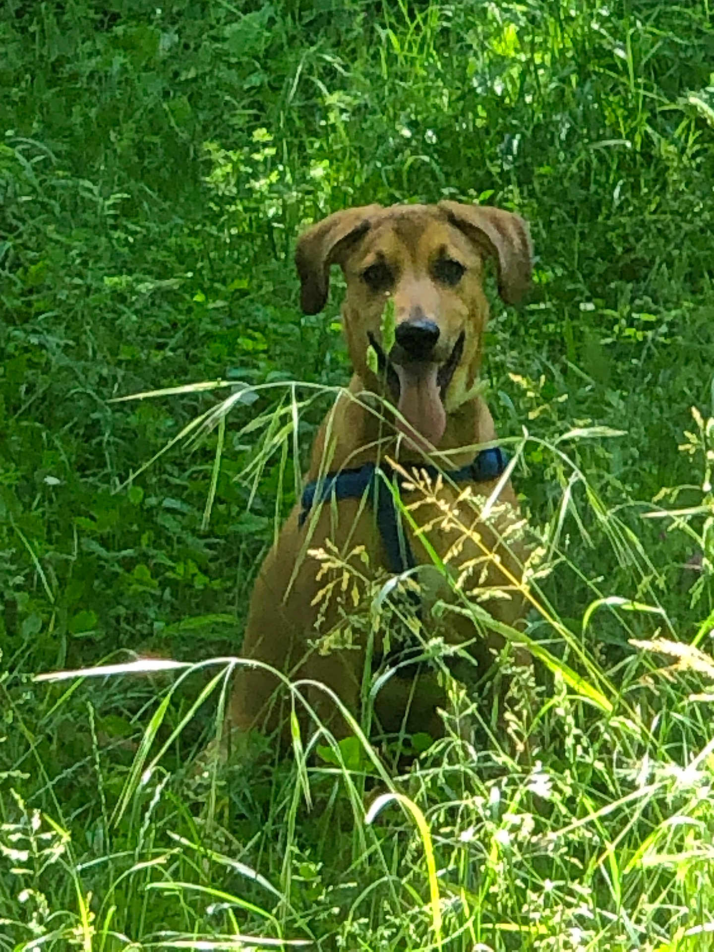 Vik a rejoint le concours — aidez-le/la à gagner de superbes lots ! dog, grass, nature, outdoor, greenery, animal, pet, canine, happy, tongue_out, summer, sunlight, field, sitting, leaves, plants, wild, mammal, forest, daytime