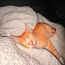 cat, kitten, sleeping, orange_tabby, blanket, cozy, pet, fur, cute, resting, indoors, soft_texture, animal, nap, whiskers, small, peaceful, domestic_cat, relaxation, pink_nose