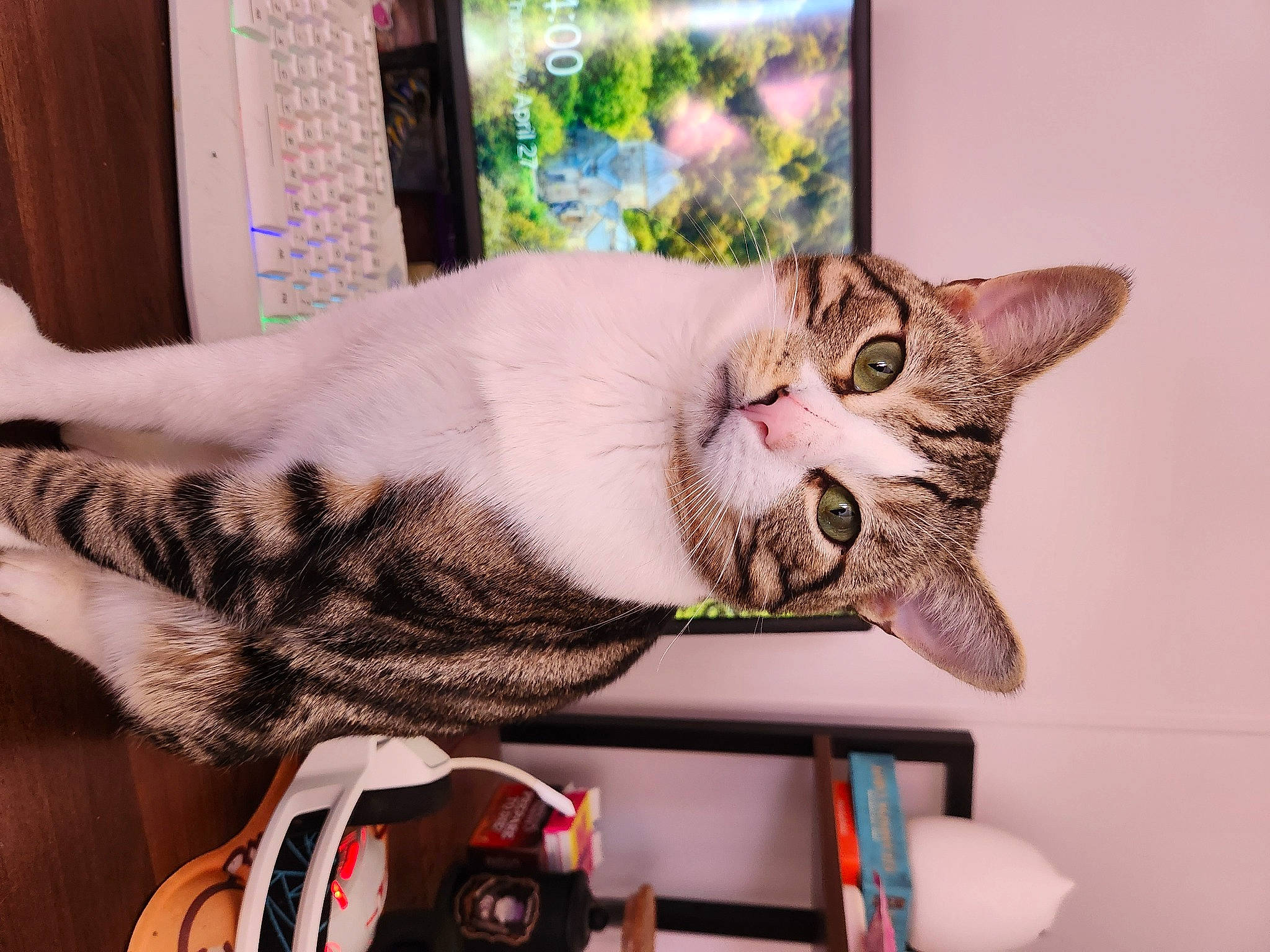 Apollo joined the competition — help win amazing prizes! carnivore, cat, comfort, domestic_short_haired_cat, felidae, fur, helmet, paw, plant, small_to_medium_sized_cats, tail, whiskers, wrist