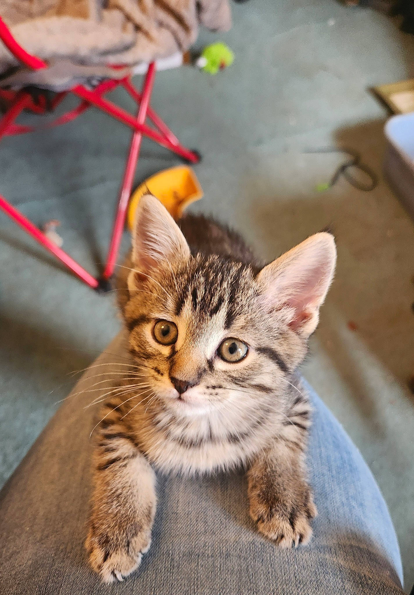 Persephone joined the competition — help win amazing prizes! carnivore, cat, claw, domestic_short_haired_cat, eye, fawn, felidae, fur, grass, paw, sitting, small_to_medium_sized_cats, snout, tail, terrestrial_animal, tree, whiskers, wildlife, window, wood