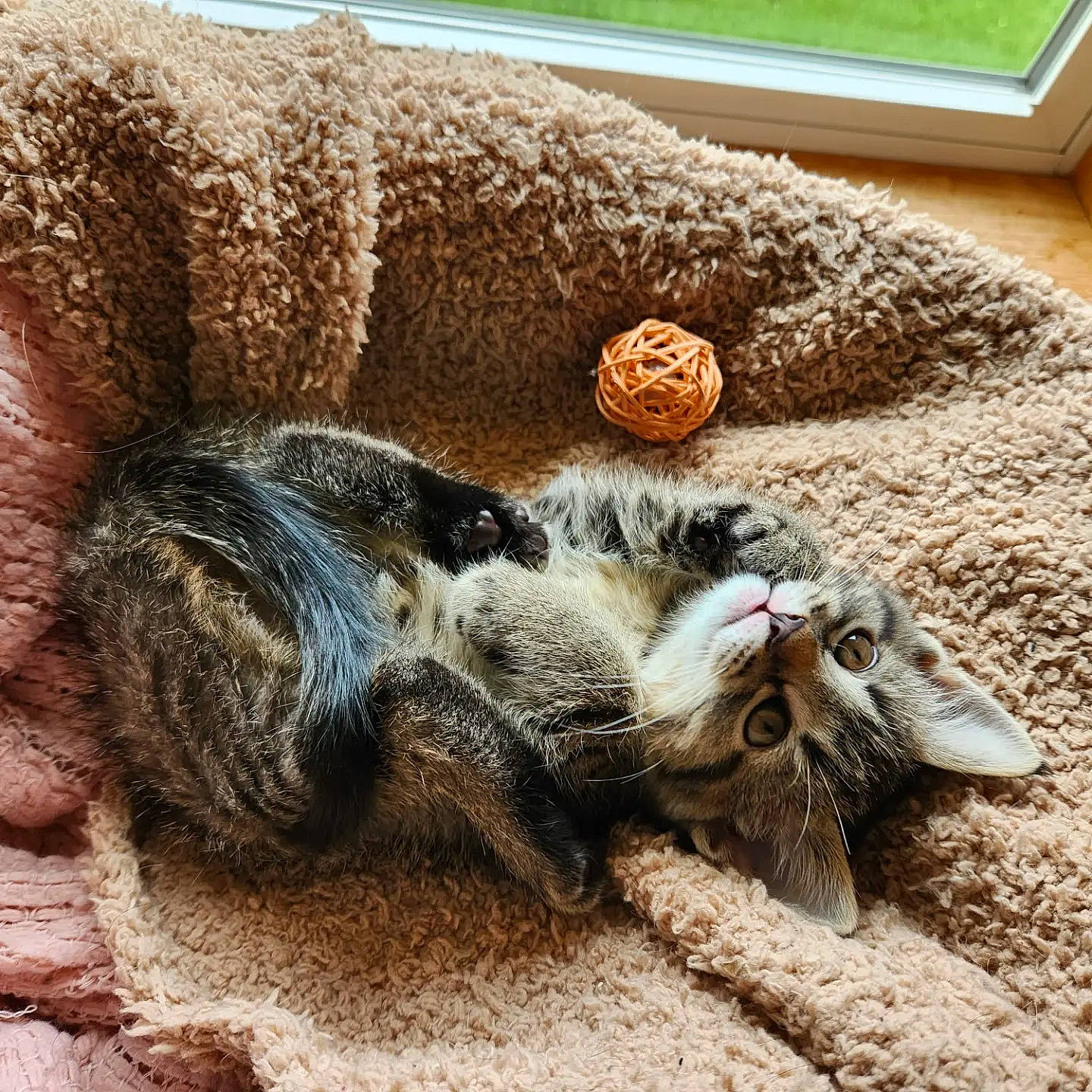 Persephone joined the competition — help win amazing prizes! carnivore, cat, claw, comfort, couch, domestic_short_haired_cat, fawn, felidae, fur, grass, paw, small_to_medium_sized_cats, snout, soil, sporting_group, tail, terrestrial_animal, whiskers, wildlife, wood