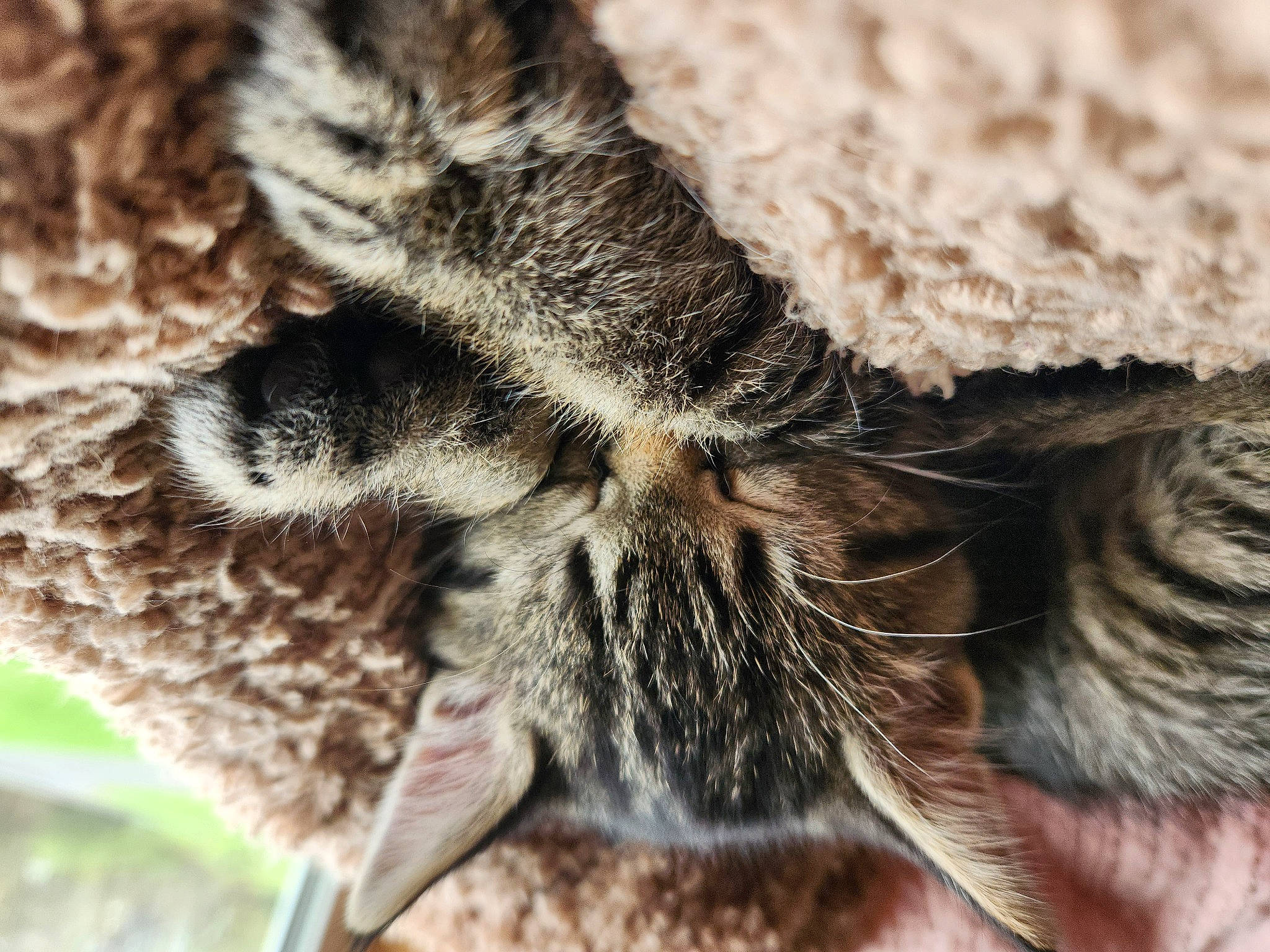 Persephone joined the competition — help win amazing prizes! arthropod, carnivore, cat, claw, close_up, domestic_short_haired_cat, fawn, felidae, fur, human_leg, mammal, nap, paw, small_to_medium_sized_cats, snout, tail, terrestrial_animal, vertebrate, whiskers, wildlife