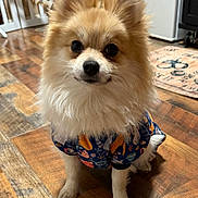 Cashew joined the competition — help win amazing prizes! dog, pomeranian, pet, indoor, floor, wooden_floor, clothing, shirt, small_dog, fluffy, cute, animal, domestic_animal, ears, fur, portrait, looking, home, decor, curious