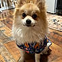 animal, clothing, curious, cute, decor, dog, domestic_animal, ears, floor, fluffy, fur, home, indoor, looking, pet, pomeranian, portrait, shirt, small_dog, wooden_floor