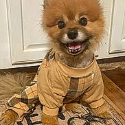 Peanut Butter is registered to the contest to win money with this photo: animal, canine, clothing, cute, dog, domestic_animal, floor, fur, happy, home, indoor, outfit, paws, pet, plaid, pomeranian, rug, small_dog, smiling, tail