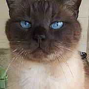 Lokita joined the competition — help win amazing prizes! cat, siamese_cat, blue_eyes, close_up, indoor, fur, whiskers, pet, animal, face, ears, portrait, feline, cute, looking, serious, domestic_cat, mammal, whisker, expression