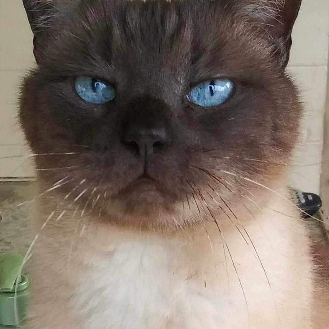 Lokita