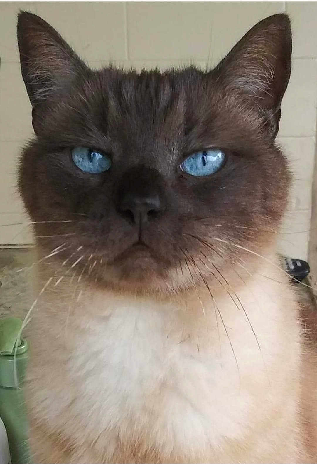 Lokita joined the competition — help win amazing prizes! cat, siamese_cat, blue_eyes, close_up, indoor, fur, whiskers, pet, animal, face, ears, portrait, feline, cute, looking, serious, domestic_cat, mammal, whisker, expression