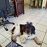 bar_stools, black_and_white, brown, cabinet, chair, collar, curly_hair, dog, floor, home, indoor, kitchen, lying_down, office, pet, portrait, relaxed, rug, shaggy, tile_floor