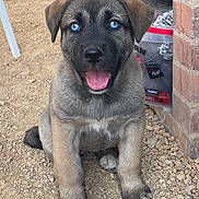 Moly participe au concours pour gagner de l'argent avec cette photo : puppy, dog, blue_eyes, tongue_out, sitting, gravel, brick_wall, outdoor, cute, pet, animal, young, fur, ears, nose, paw, happy, closeup, playful, adorable