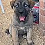 puppy, dog, blue_eyes, tongue_out, sitting, gravel, brick_wall, outdoor, cute, pet, animal, young, fur, ears, nose, paw, happy, closeup, playful, adorable