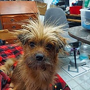 Tiny joined the competition — help win amazing prizes! animal, black, blanket, chair, clutter, curious, dog, eyes, floor, fur, furniture, indoor, nose, pet, red, room, scruffy, small, table, tile