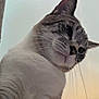 Winston is registered to the contest to win money with this photo: cat, close_up, whiskers, fur, face, pet, animal, indoor, curious, looking_down, texture, soft_light, background, ears, nose, feline, portrait, muzzle, white_fur, striped_fur