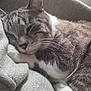 Winston is registered to the contest to win money with this photo: cat, sleeping, cozy, whiskers, paw, fur, blanket, resting, relaxed, indoor, cute, pet, mammal, closeup, feline, soft, comfortable, nap, animal, domestic