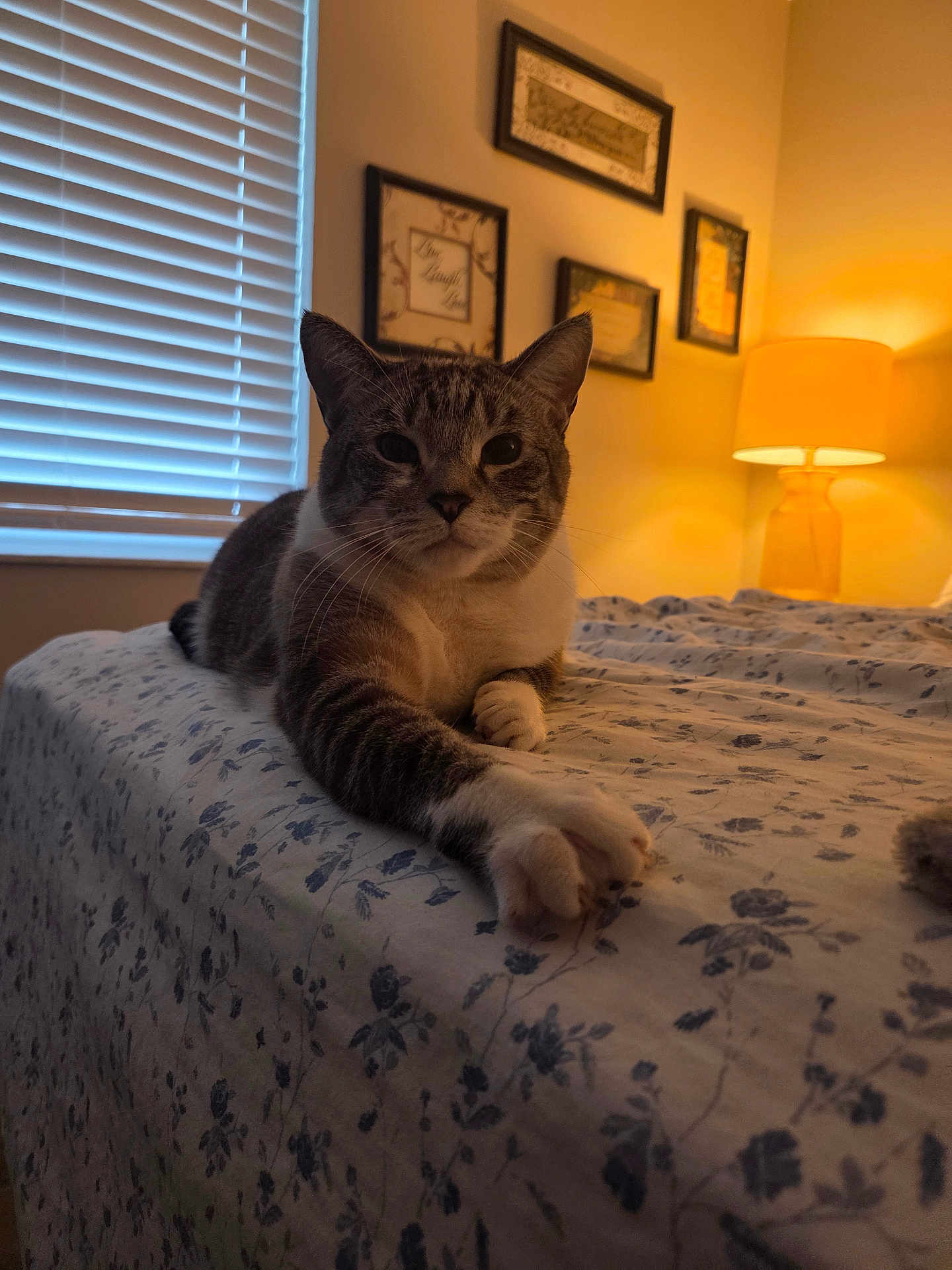 Winston joined the competition — help win amazing prizes! cat, tabby_cat, bed, bedspread, floral_pattern, paw, indoor, lamp, window_blinds, wall_art, framed_pictures, cozy, relaxed, feline, animal, pet, resting, furniture, room, soft_light