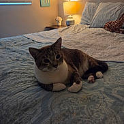 Winston is registered to the contest to win money with this photo: cat, bed, lamp, window, pillow, blanket, plush_toy, indoor, furniture, cozy, patterned, soft_lighting, animal, resting, decor, wall_hanging, table, flower_vase, giraffe_toy, relaxation