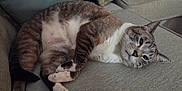 Winston is registered to the contest to win money with this photo: cat, pet, animal, feline, indoor, couch, resting, relaxed, striped_fur, white_paws, cute, domestic_cat, cozy, close_up, furry, whiskers, ears, face, paw, home
