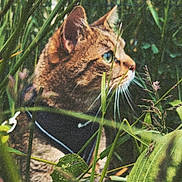 Livaï participe au concours pour gagner de l'argent avec cette photo : cat, tabby, grass, greenery, outdoor, nature, animal, whiskers, harness, plant, leaf, closeup, mammal, feline, pets, wildlife, curious, profile, daylight, camouflage