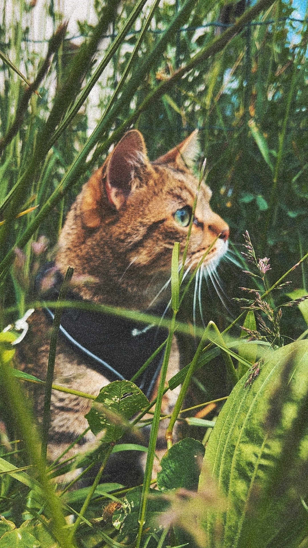Livaï participe au concours pour gagner de l'argent avec cette photo : cat, tabby, grass, greenery, outdoor, nature, animal, whiskers, harness, plant, leaf, closeup, mammal, feline, pets, wildlife, curious, profile, daylight, camouflage
