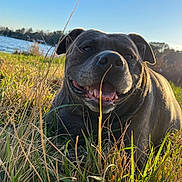 Beyla Mae is registered to the contest to win money with this photo: dog, happy_dog, grass, lake, outdoors, sunset, sunshine, close_up, tongue, nose, eyes, smile, gray_coat, brindle, pet, nature, meadow, relaxed, portrait, shallow_depth_of_field