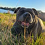 dog, happy_dog, grass, lake, outdoors, sunset, sunshine, close_up, tongue, nose, eyes, smile, gray_coat, brindle, pet, nature, meadow, relaxed, portrait, shallow_depth_of_field