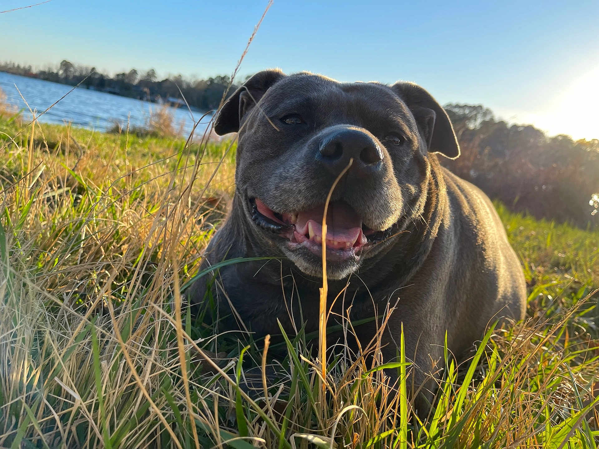 Beyla Mae is registered to the contest to win money with this photo: dog, happy_dog, grass, lake, outdoors, sunset, sunshine, close_up, tongue, nose, eyes, smile, gray_coat, brindle, pet, nature, meadow, relaxed, portrait, shallow_depth_of_field